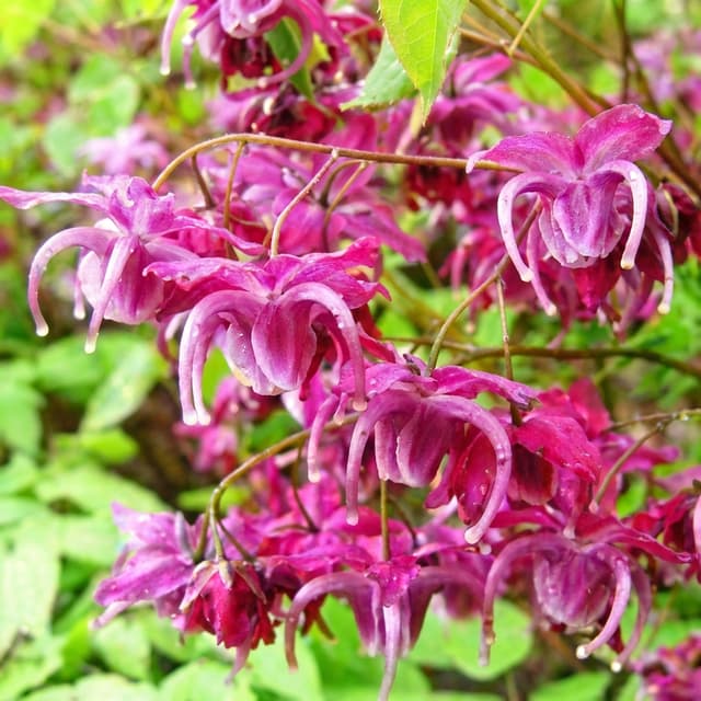 Epimedium