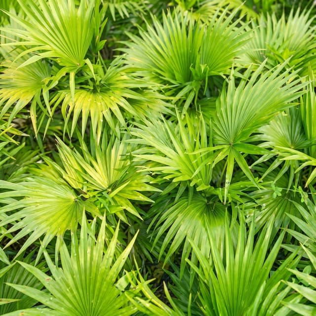 Saw Palmetto